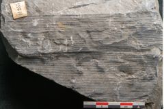 Foto (Detailansicht) von Calamites suckowi Brongniart (NHMW-GEO-2024-0188-11255)